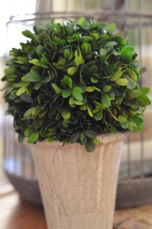 HomeGoods Boxwood - $16.99