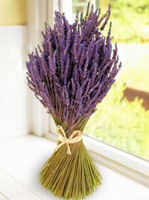 lavender-5