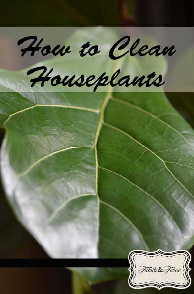 Tidbit Tuesday – Tips for Cleaning Houseplants