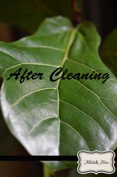 Fiddle-leaf Fig After Cleaning with Water