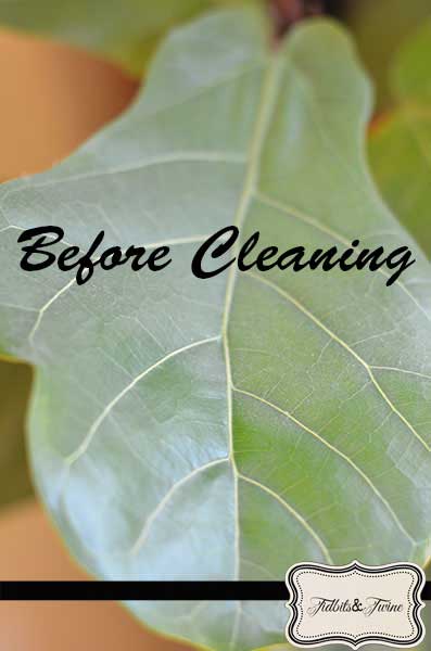 Leaf Before Cleaning - Tidbits&Twine