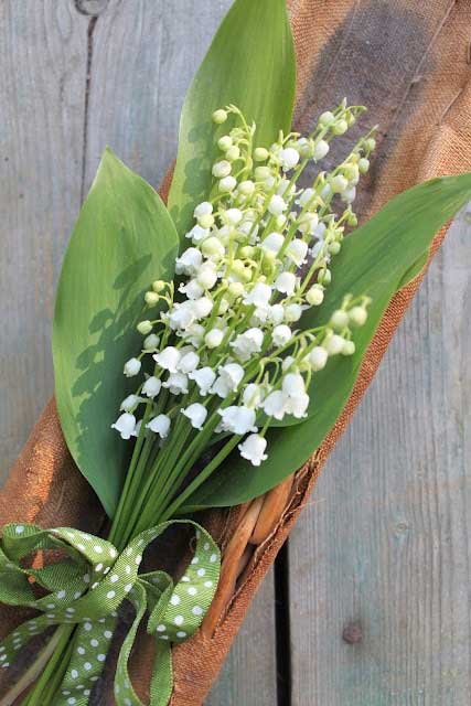 French Basket Flowers
