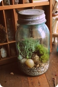 Mason Jar Terrarium