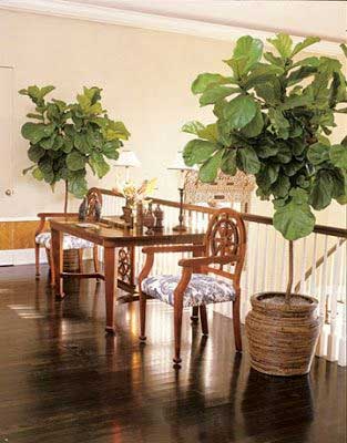 Fiddle Leaf Fig Foyer