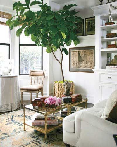 Tidbits&Twine Corner Fiddle Leaf Fig