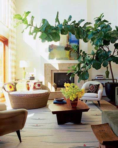 Tidbits&Twine Large Fiddle Leaf Fig