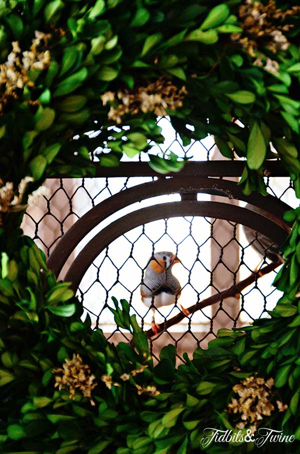 Tidbits&Twine-Boxwood-Wreath-Birdcage