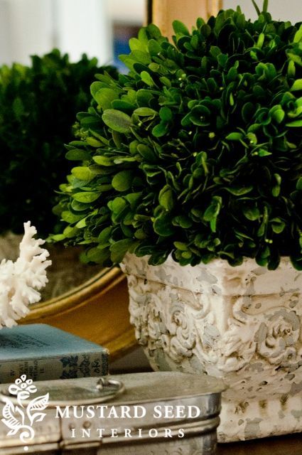 Miss Mustard Seed Preserved Boxwood
