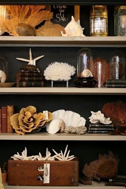 Shelves holding a variety of shells and vintage books on display