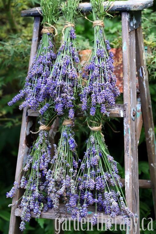 Vintage Ladder Dried Herbs