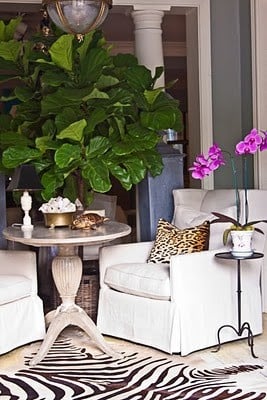 Seating area with white slipcovered chairs and small French side table and large fiddle leaf fig in a basket