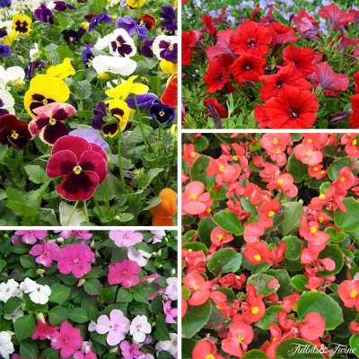 {Clockwise from top left 1. Pansies 2. Petunias 3. Begonias 4. Impatiens}