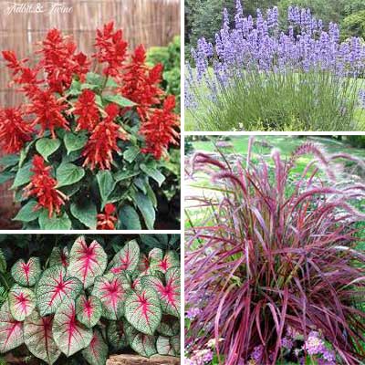 {Clockwise top left 1. Red Hot Sally Salvia 2. Lavender 3. Purple Fountain Grass 4. Caladium}