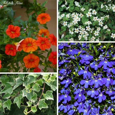 {Clockwise top left 1. Superbells 2. Bacopa 3. Lobelia 4. Variegated Ivy}