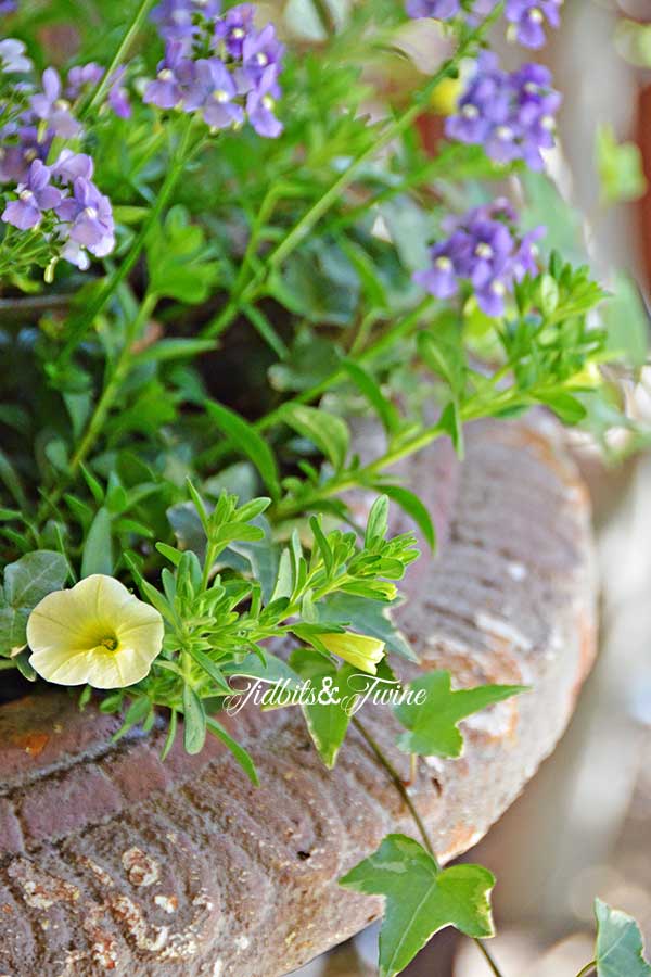 TIDBITS-&-TWINE-Porch-Container-Gardening