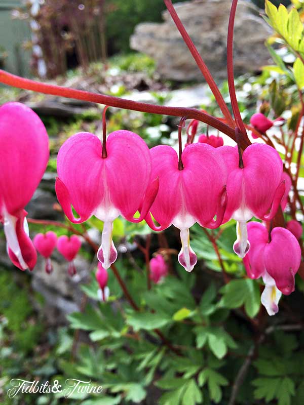 TIDBITS-&-TWINE-Bleeding-Heart