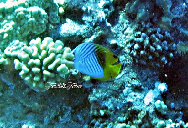 TIDBITS-&-TWINE-Fish-Eating-Coral