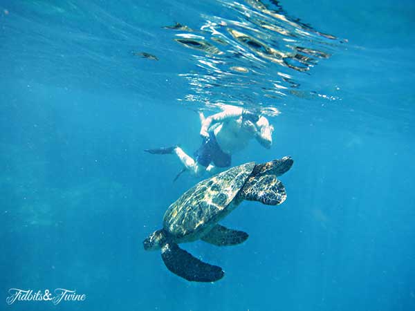 TIDBITS-&-TWINE-Green-Sea-Turtle