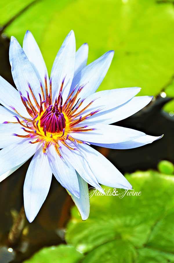 TIDBITS-&-TWINE-Purple-Water-Lily