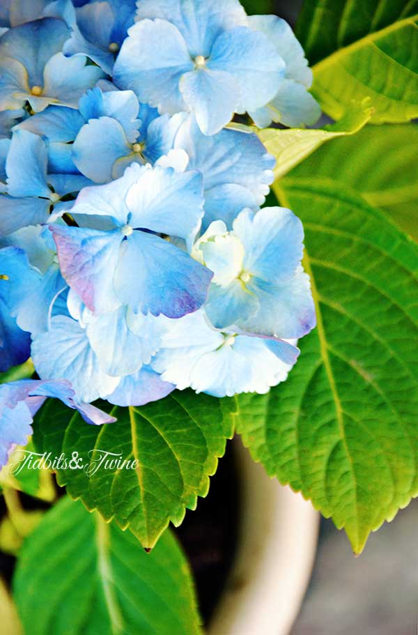 TIDBITS-&-TWINE-Blue-Hydrangea