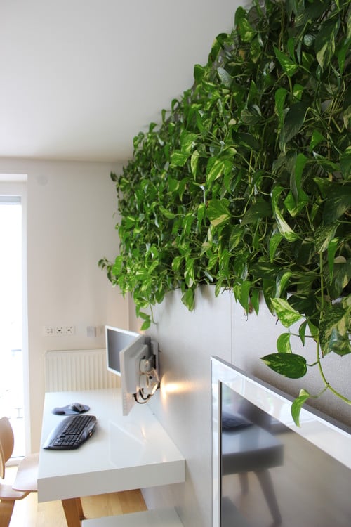 The BEST Houseplant for Decorating!