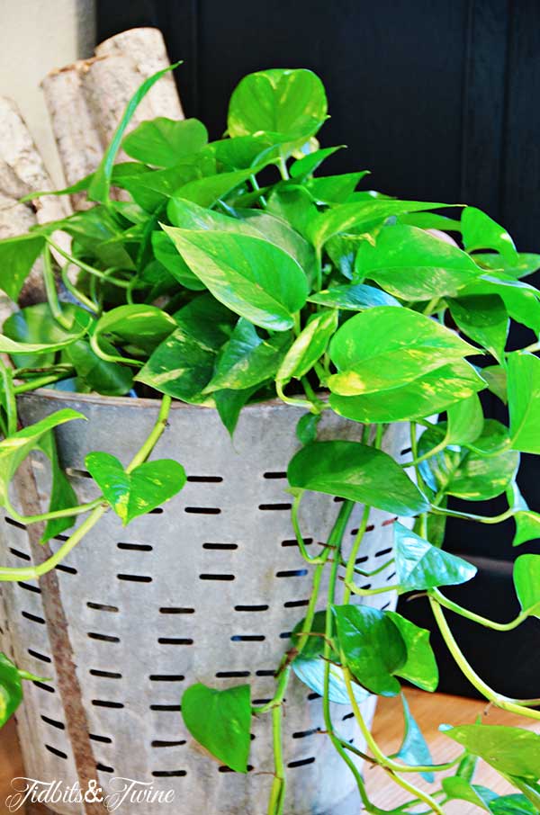 TIDBITS-&-TWINE-Pothos-Climbing-in-Olive-Bucket