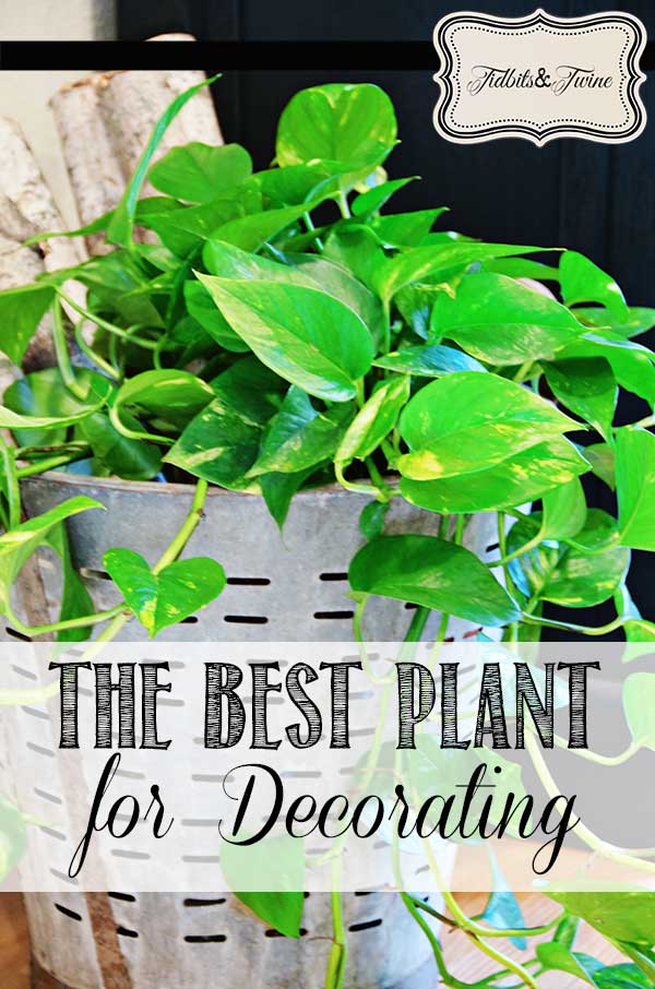 The BEST Houseplant for Decorating!