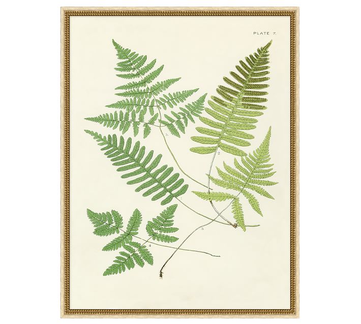 Pottery Barn Green Vintage Ferns Wall Art