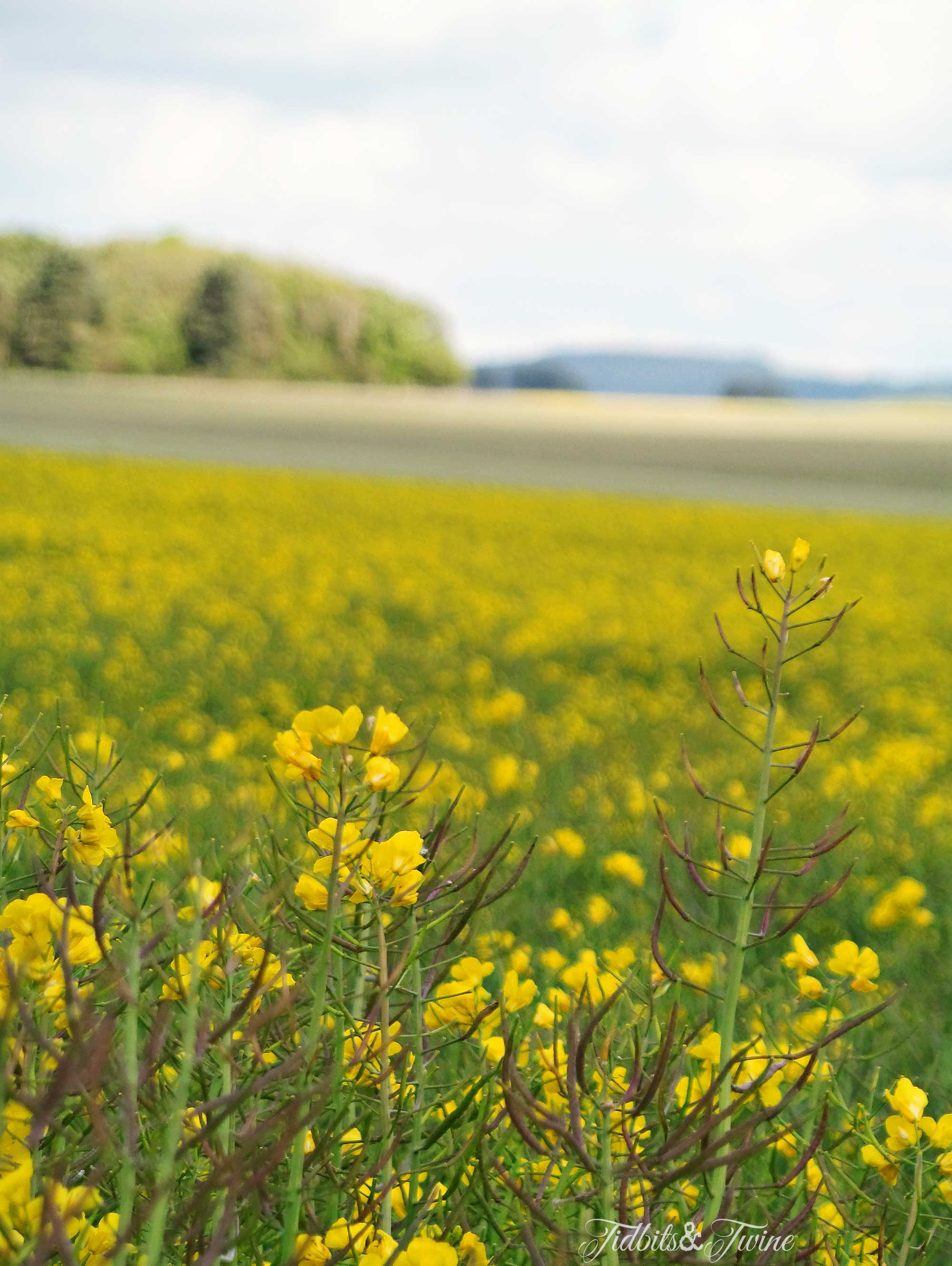 TIDBITS&TWINE---Rapeseed-Flower-Fields