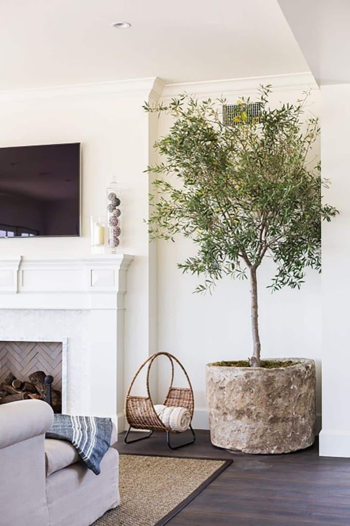 large olive tree in weathered pot in corner of living room