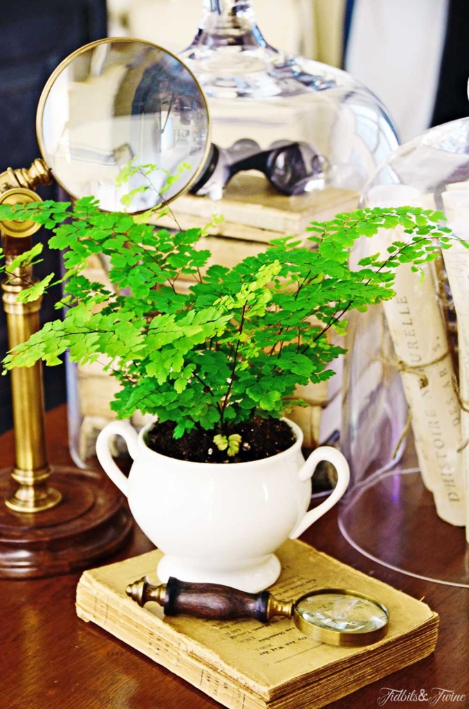 Vignette of maidenhair fern in sugar bowl with books