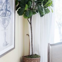 Faux fiddle leaf fig in an antique French market basket