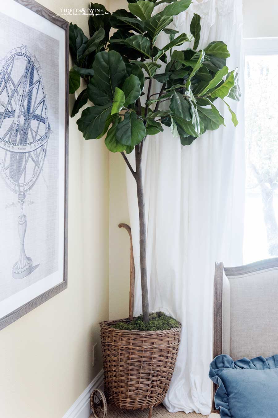 Faux fiddle leaf fig in an antique French market basket in the corner of a living room next to white curtain