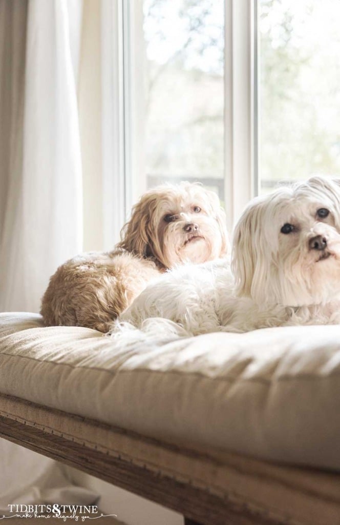 Maltese mix dogs on a french style linen bench