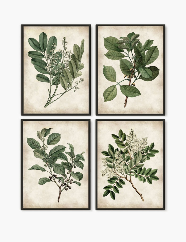 Art collection of four vintage plant botanical images