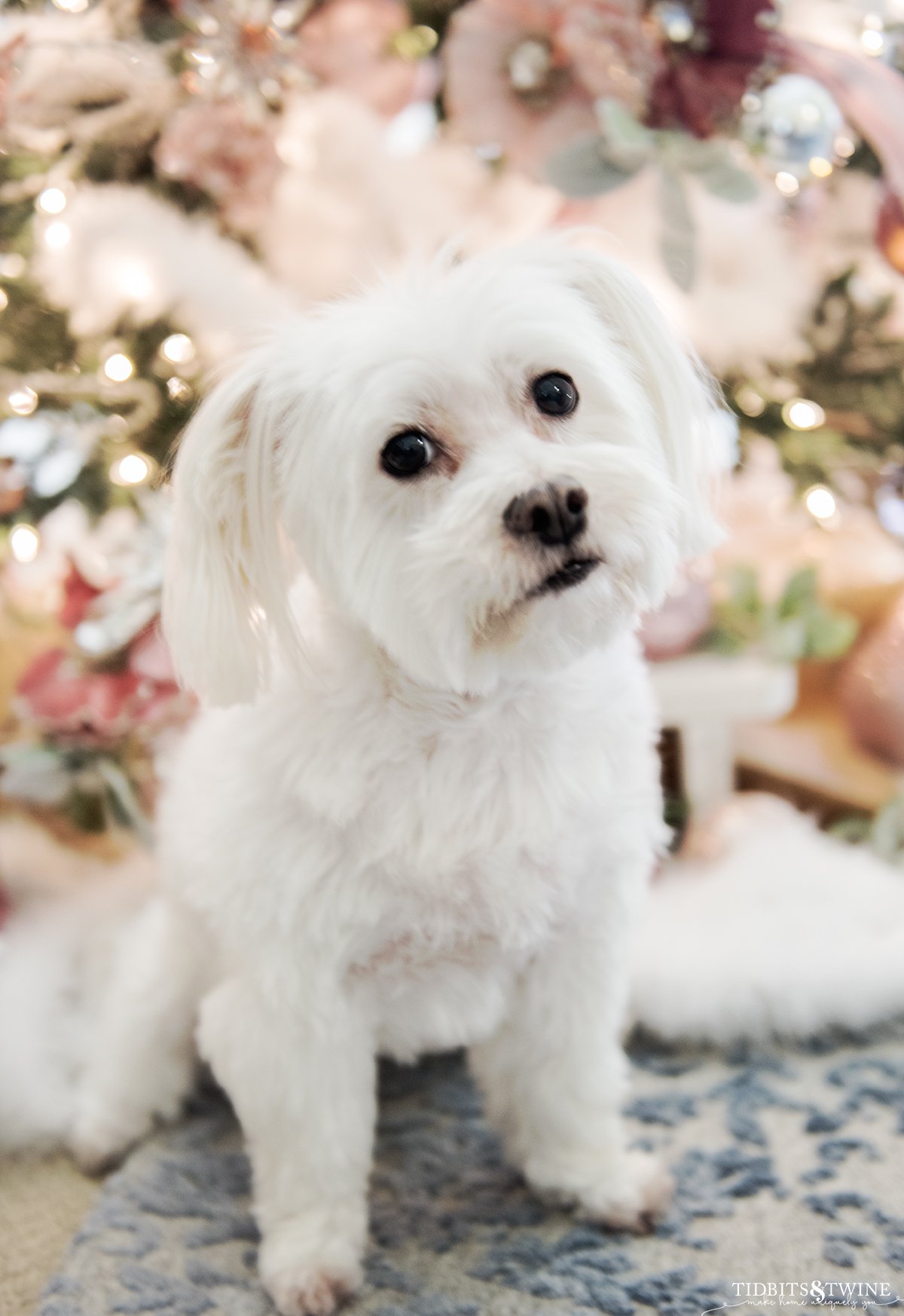 White maltese mix dog sitting in front of pink French Christmas tree