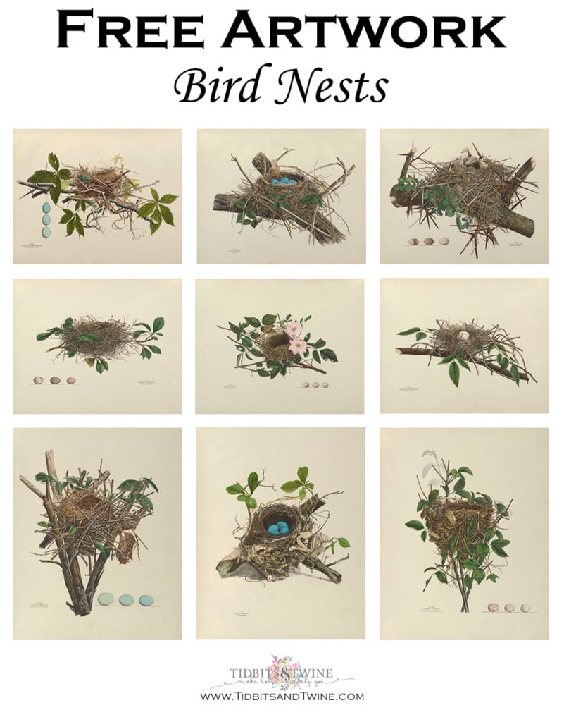 Collage of birds nest art that can be digitally downloaded for free