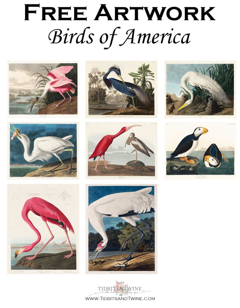 Collage of Birds of America artwork that can be digitally downloaded for free