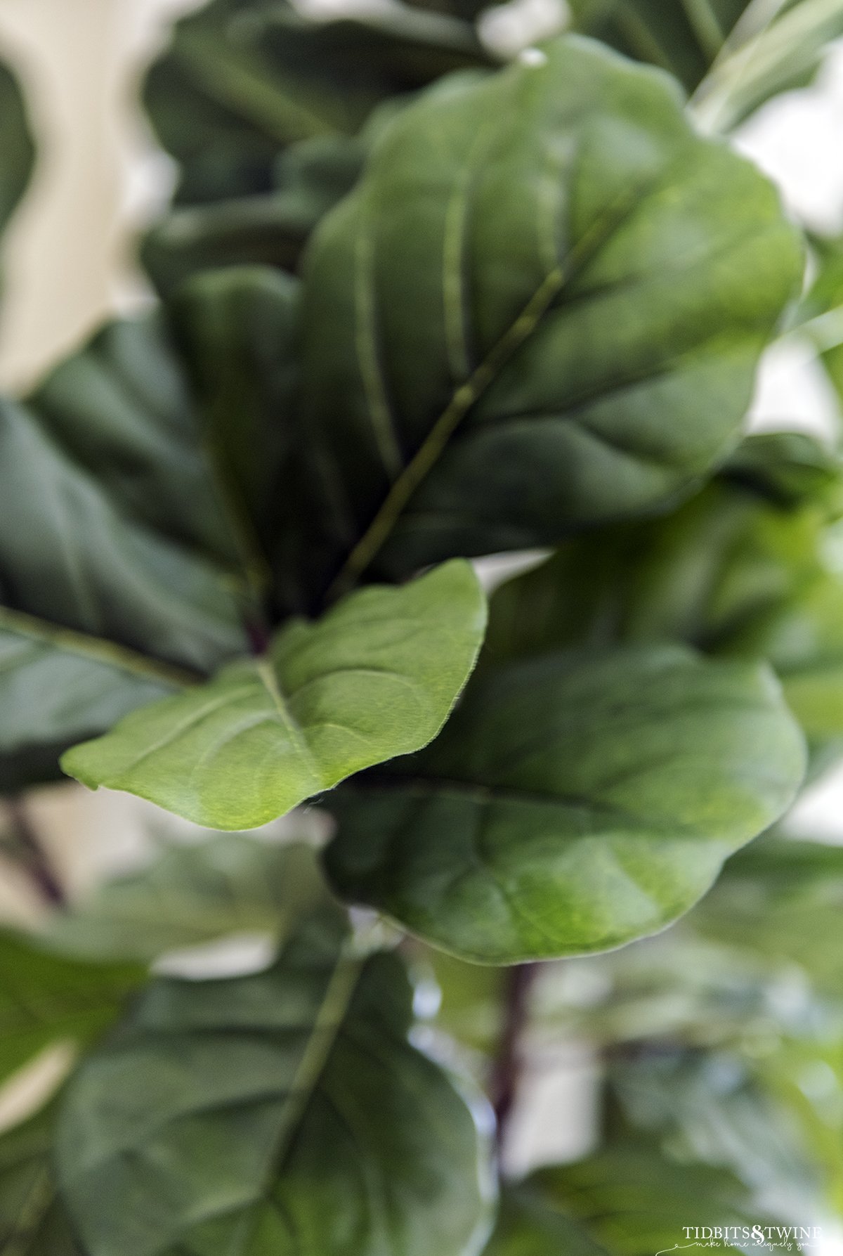 Closeup of fake fiddle leaf fig tree leaves showing how realistic they look