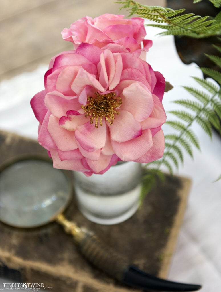 pink rose in a clear vase on top of an antique book next to a magnifying glass