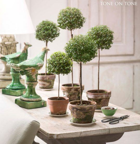 five small myrtle topiaries in terracotta pots on a sofa table next to two ceramic green birds