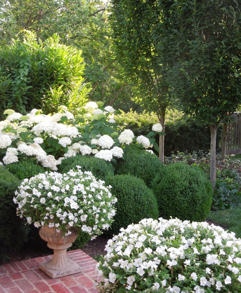 round boxwood headges with large white hydrangeas behind and urns with spilling white petunias