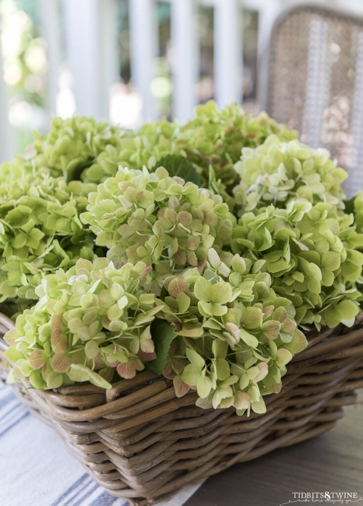 square basket full of green hydrangea that has been cut and waiting to dry