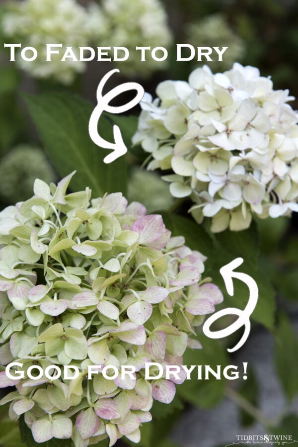 An Easy Way to Dry Hydrangeas to Preserve Shape and Color!