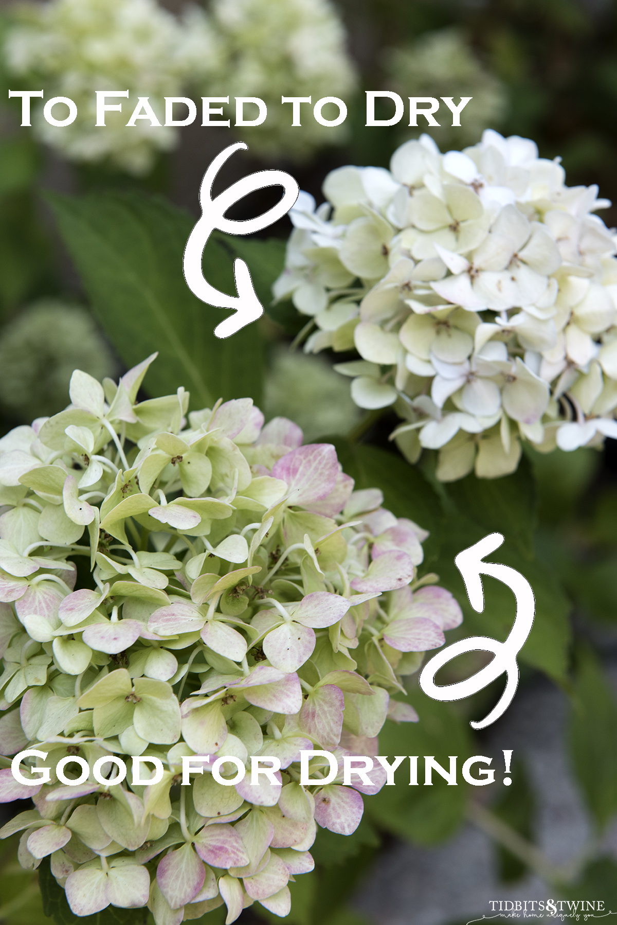 closeup of bigleaf white hydrangea that has turned green and one that has faded with text overlay saying one is perfect for pruning to dry