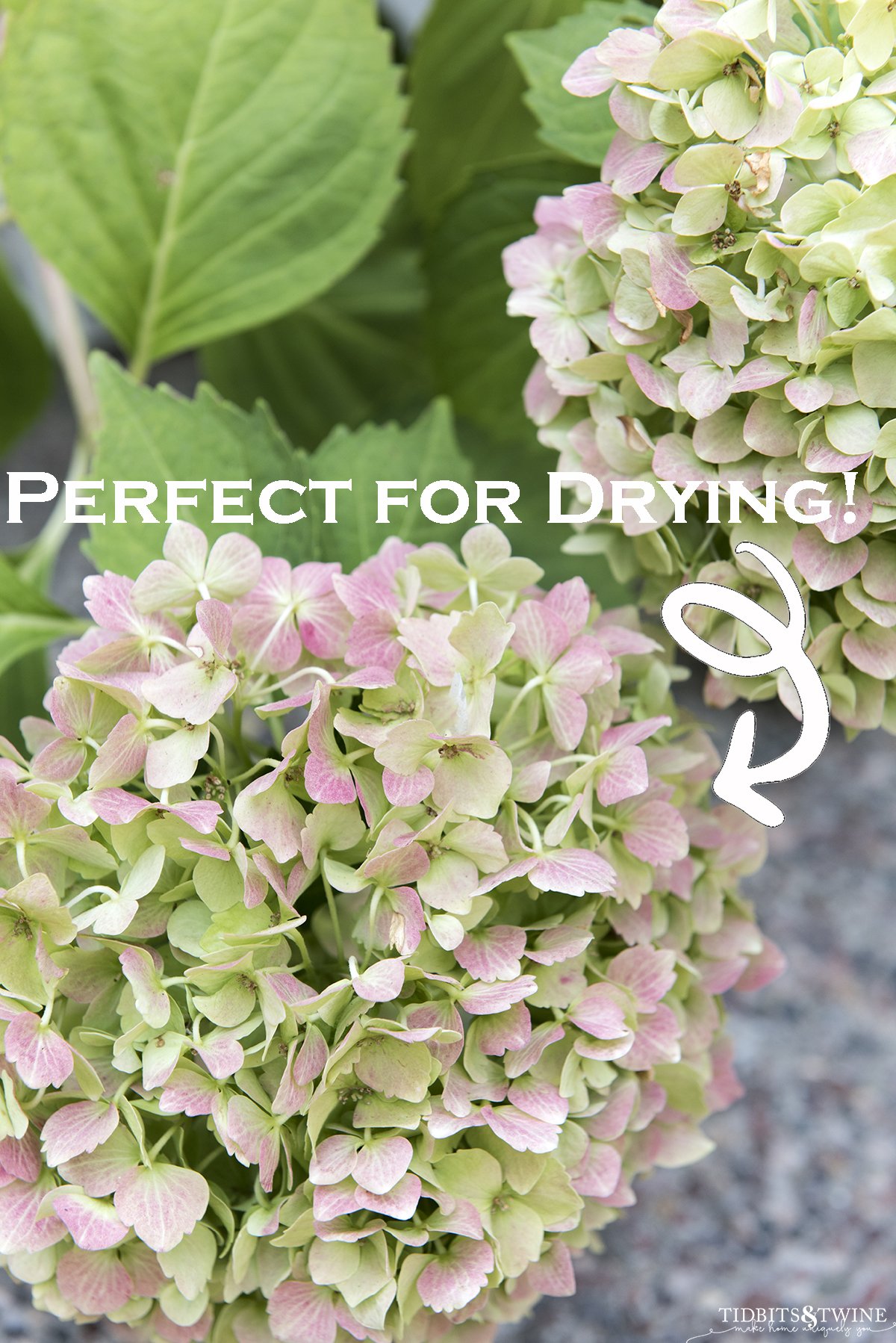 closeup of bigleaf hydrangea that has turned green and is perfect to prune for drying