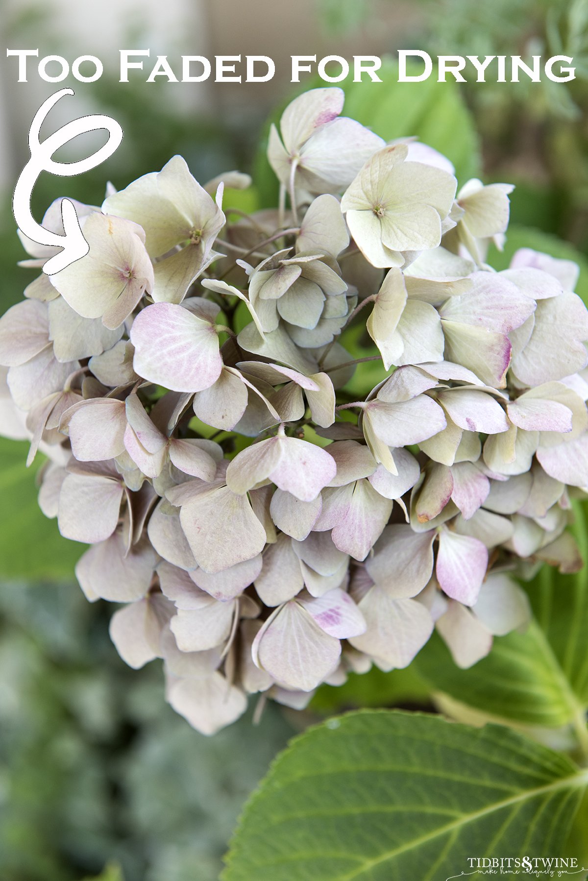 closeup of pink bigleaf hydrangea with text overlay saying that it is too faded for drying