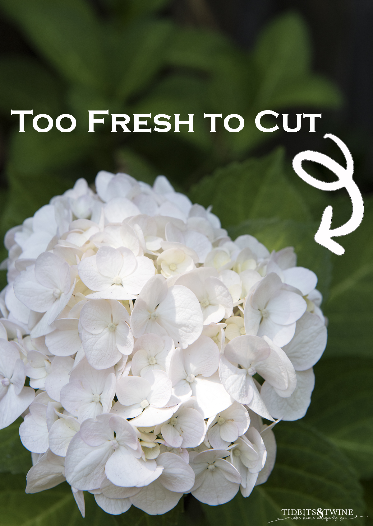 closeup of white bigleaf hydrangea with text overlay showing it is too soon to prune