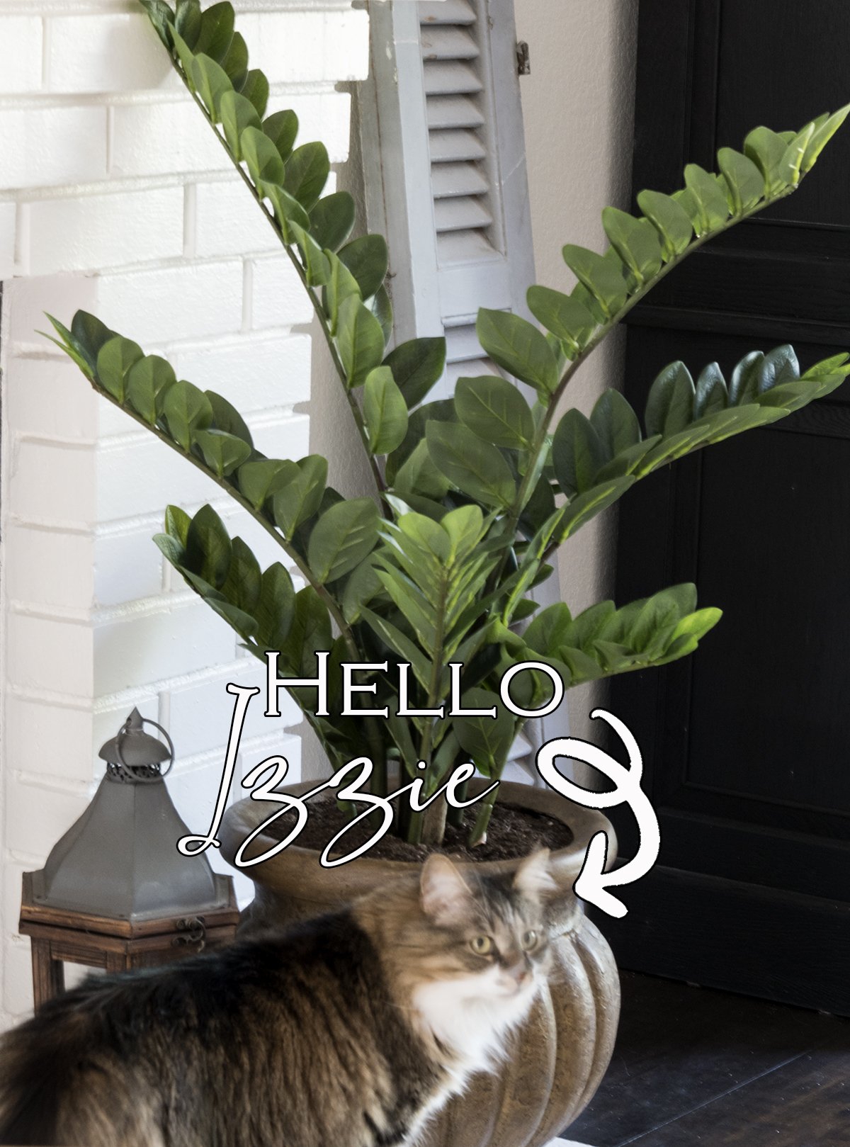 zz plant in a brown pot on white brick fireplace next to small lantern with cat looking at plant