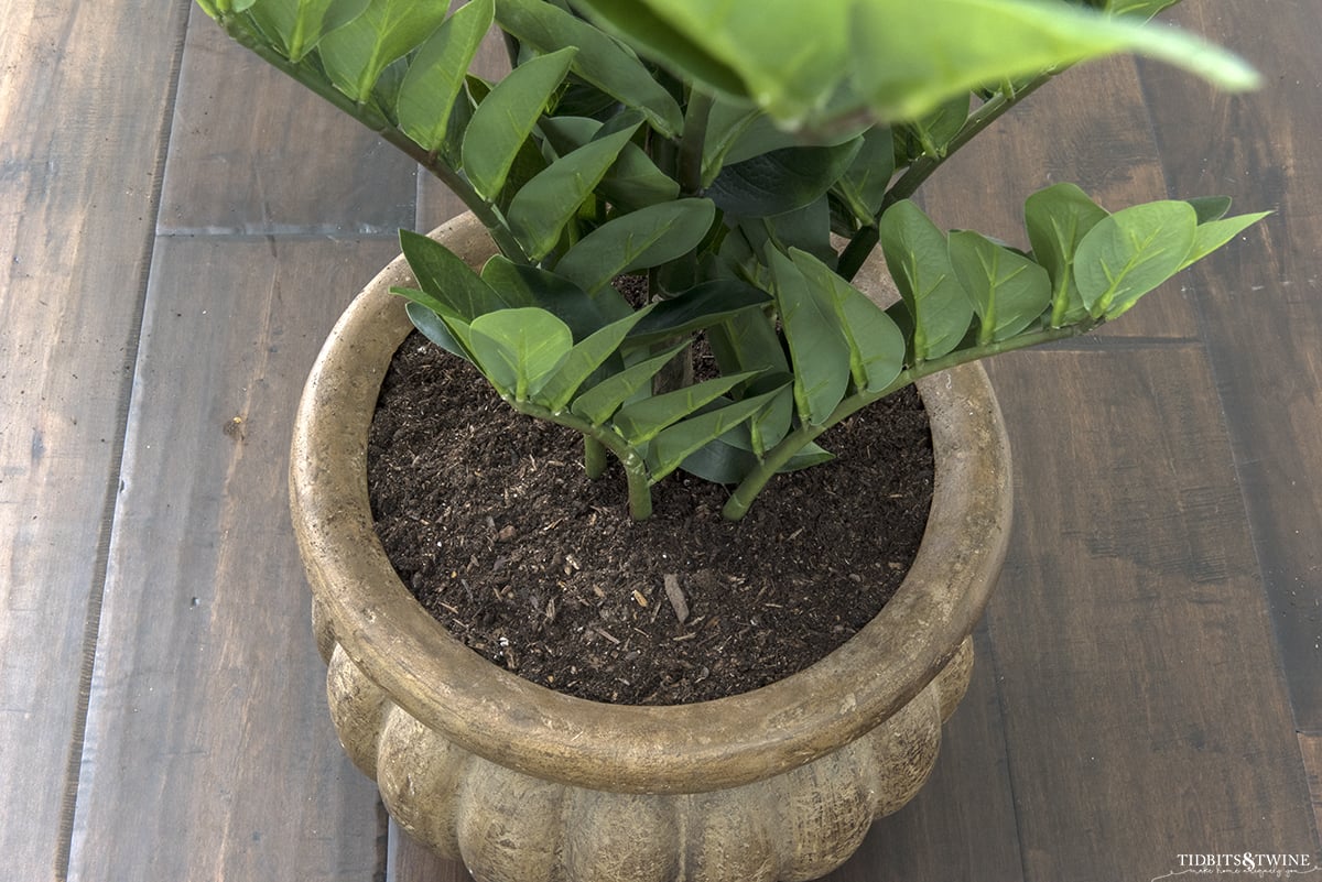 artificial zz plant secured in a pot with dirt to look real